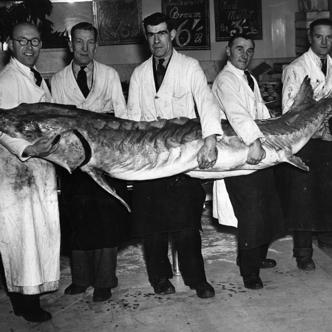 11th April 1947:  A 400 pound sturgeon being carried into a fish store in Oxford Street.  (Photo by Reg Speller/Fox Photos/Getty Images)